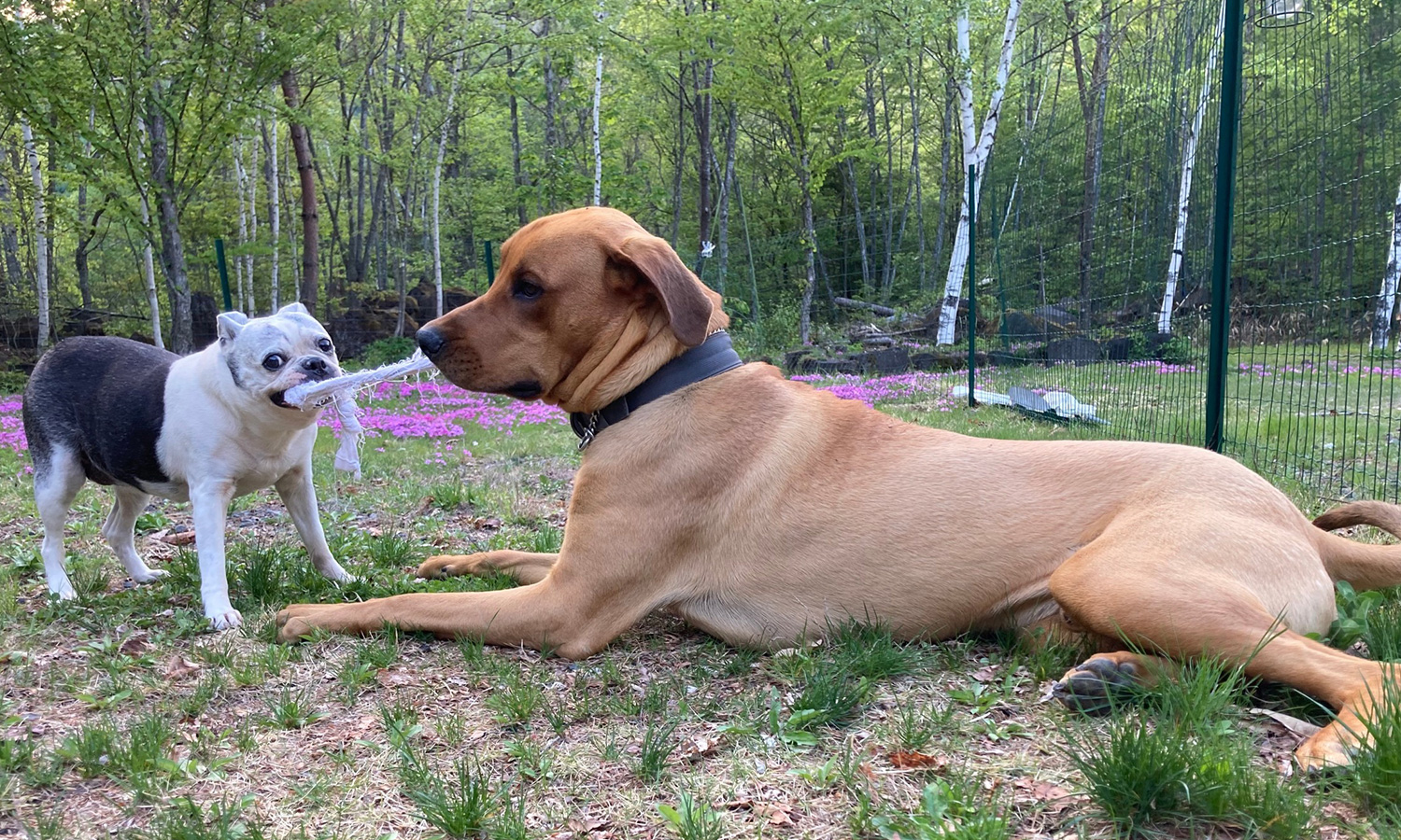 dog